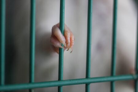 Deprivation of liberty. concept. jail. Rat paw on cage rodsの写真素材
