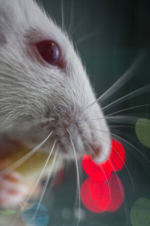 The rat is eating tasty cheese. close-up portraitの写真素材