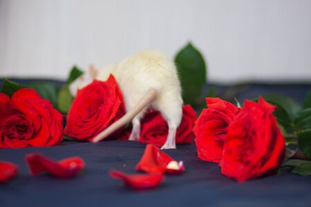I'll be back. The rat goes into flowers among rose petalsの写真素材