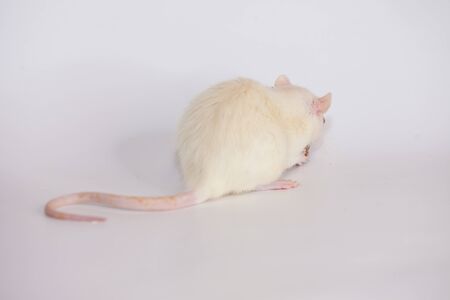 Resentment concept. The white rat turned its back and showed its tail.の写真素材