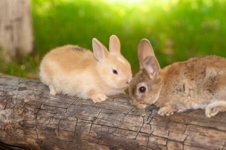 Cute rabbit sits on a wooden log among the green lawn ofの写真素材