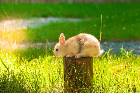 Cute rabbit sits on a wooden log among the green lawn of grasses.の写真素材