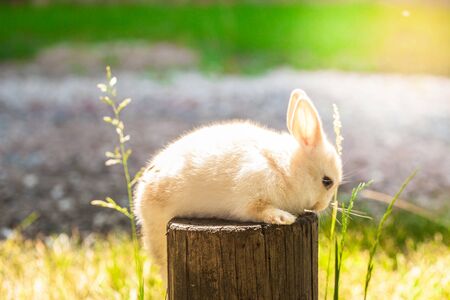 Cute rabbit sits on a wooden log among the green lawn of grasses.