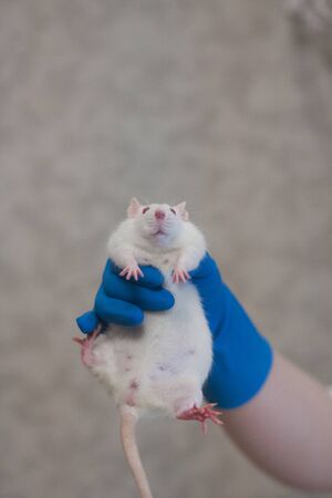 Vaktsyna test. COVID-19. White laboratory rat in the hands of a girl in a white coat. Virologyの写真素材