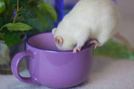 Rat white and purple coffee mug. Coffee in the morning.の写真素材