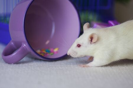 Rat white and purple coffee mug. Coffee in the morning.の写真素材