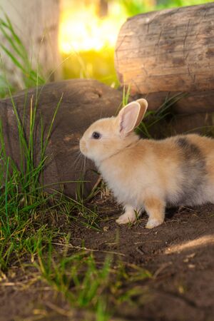 Easter bright little bunny. on the grass lawn