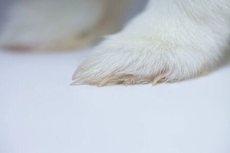 Snow-white Easter rabbit with blue eyes. on a white backgroundの写真素材