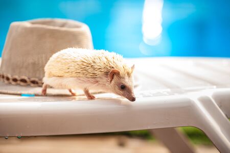 African dwarf hedgehog on a beach chair. Sunbathes by the pool on a hot sunny dayの写真素材