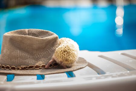 African dwarf hedgehog on a beach chair. Sunbathes by the pool on a hot sunny dayの写真素材