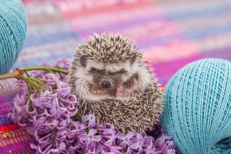 Hedgehog on a purple background with a branch of sereniaの写真素材