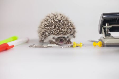 African pygmy hedgehog on a white background among the officeの写真素材