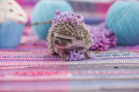 Hedgehog on a purple background with a branch of sereniaの写真素材