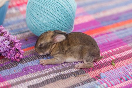 Little beautiful bunny among the purple branch of serenityの写真素材