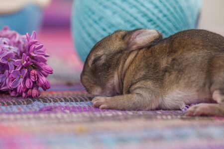 Little beautiful bunny among the purple branch of serenityの写真素材