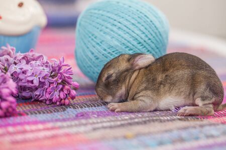 Little beautiful bunny among the purple branch of serenityの写真素材