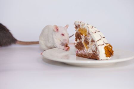 Food quarantined concept sit at home. Fun pastime. Rat and a huge piece of cakeの写真素材