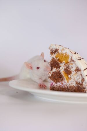 Food quarantined concept sit at home. Fun pastime. Rat and a huge piece of cakeの写真素材