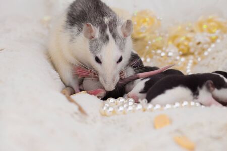 Good morning and good mood. Mom mouse and her cubs. Small and cute animals. Cheese and mouse.の写真素材