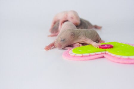 Baby rat pups on a white background.Color heartの写真素材