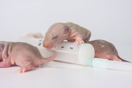 Animal experiments. little rat pups and syringeの写真素材