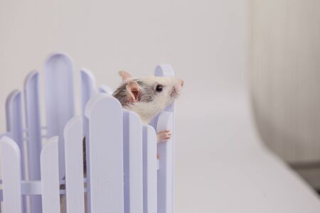 Good day and good mood. Cute mouse in a white rocking cribの写真素材