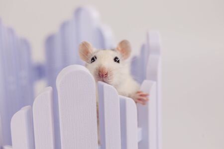 Good day and good mood. Cute mouse in a white rocking cribの写真素材