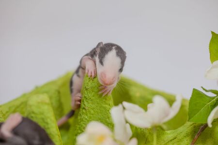 Little cute mice among flowers on a bright green backgroundの写真素材