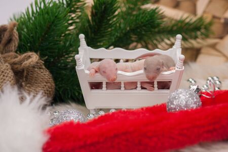 Good day and good mood. Cute mouse in a white rocking cribの写真素材
