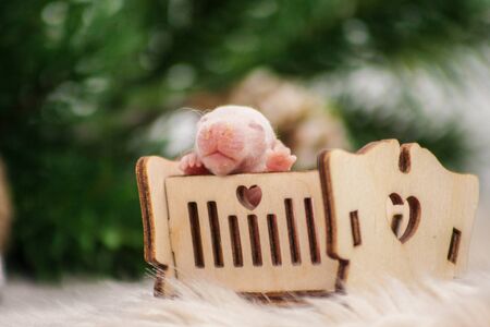 Good day and good mood. Cute rat in a wooden cotの写真素材
