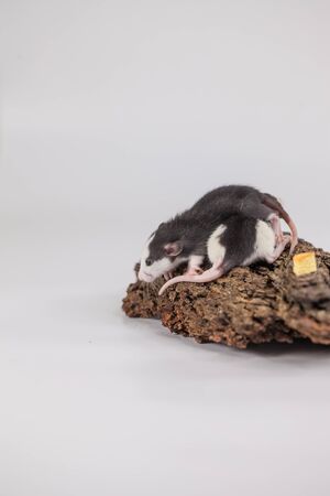 Good day and good mood. Cute mouse with a slice of appetizing cheeseの写真素材