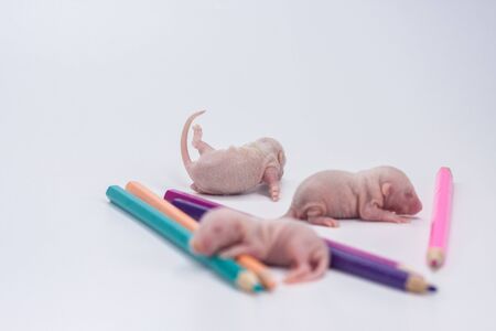 Good day and good mood. Cute mouse with colored pencils on a white backgroundの写真素材