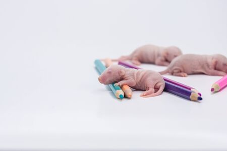 Good day and good mood. Cute mouse with colored pencils on a white backgroundの写真素材