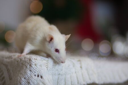 Rat is the symbol of Chinese New Year 2020の写真素材