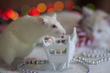Rat is the symbol of Chinese New Year 2020の写真素材