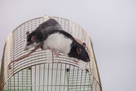 Living creature in a cage. 2020 rat symbolの写真素材