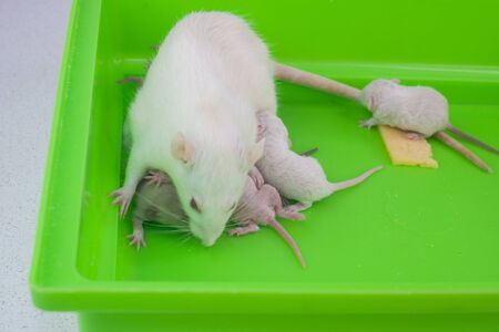Rat mom and her newborn babies in a green cageの写真素材