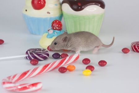 Rat and sweet candy. cute rodents and sugar joyの写真素材