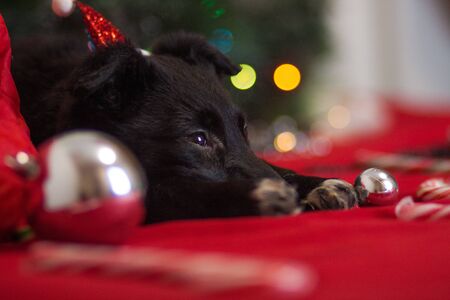 Dog sad on a red background Santa Claus. christmas themeの写真素材