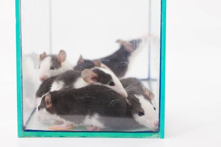 rats on the house. The concept of self-isolation. Sitting at homeの写真素材