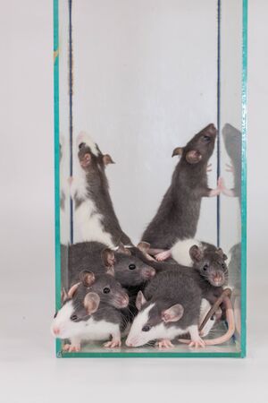 rats on the house. The concept of self-isolation. Sitting at homeの写真素材