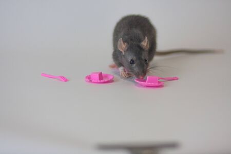 Pet food. Rats on a white backgroundの写真素材
