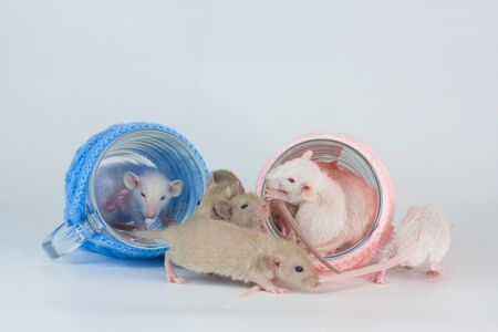 Children rats on a white background among cups and foodの写真素材
