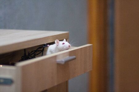 White lab mouse hiding in the closetの写真素材