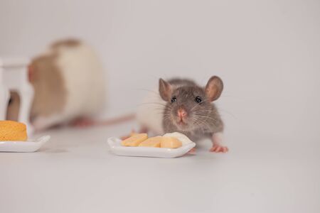Rat eats cheese on a white backgroundの写真素材