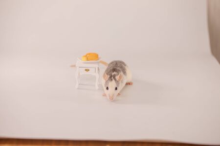 Rat eats cheese on a white backgroundの写真素材