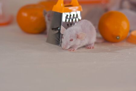 Cute rat with orange oranges. Hello Spring. good moodの写真素材