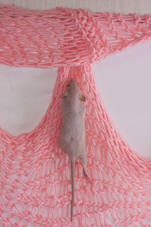 Rat on a white background . Carriers of infectionの写真素材