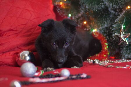 New Year's dog among New Year's toys. black dog in santa claus red coatの写真素材