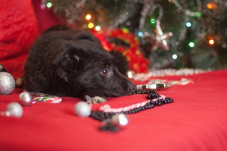 New Year's dog among New Year's toys. black dog in santa claus red coatの写真素材